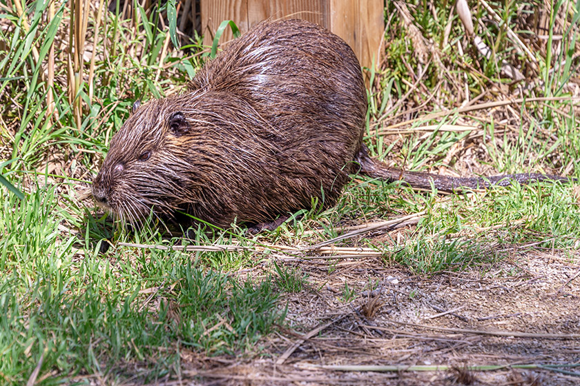 Coypu