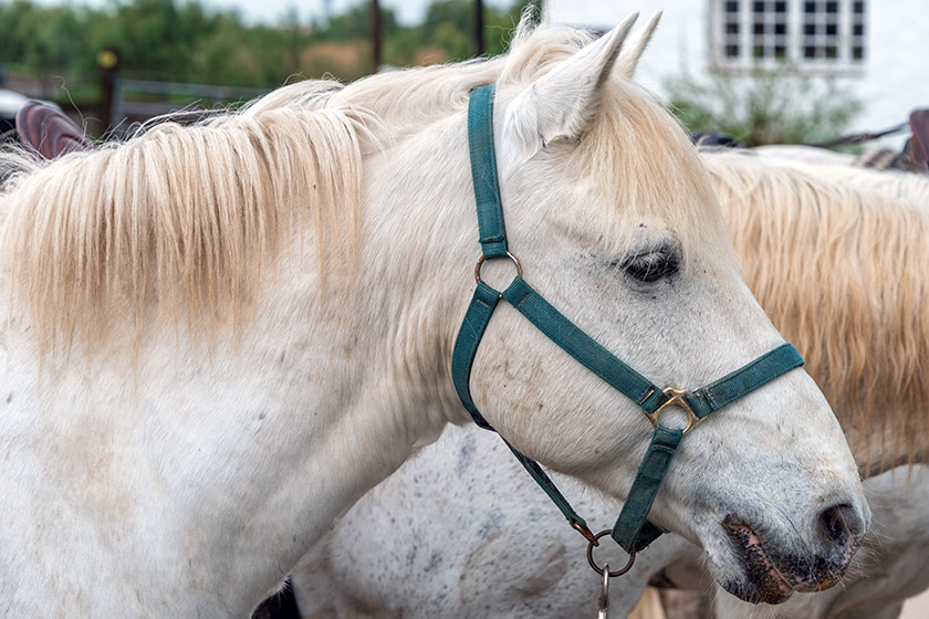 At the 'Pont des Bannes' stables