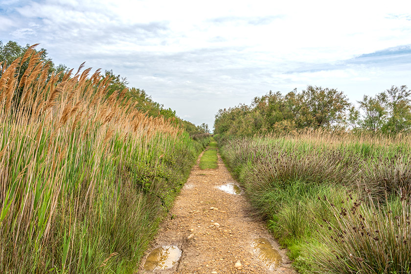 ...while we take a walk through the marsh.