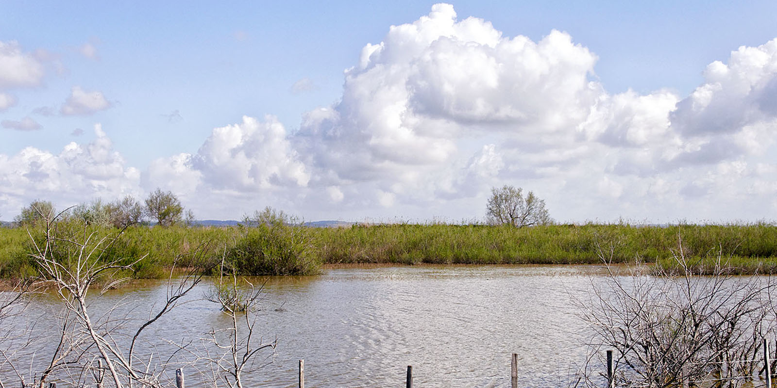 Typical Camargue landscape