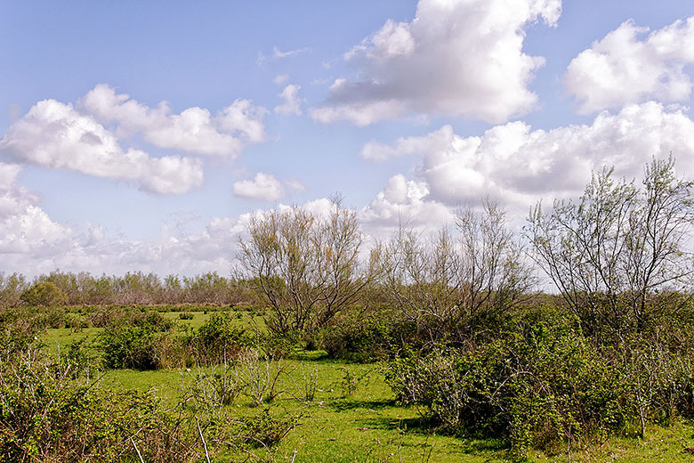 Camargue landscape