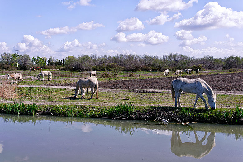 Camargue horses