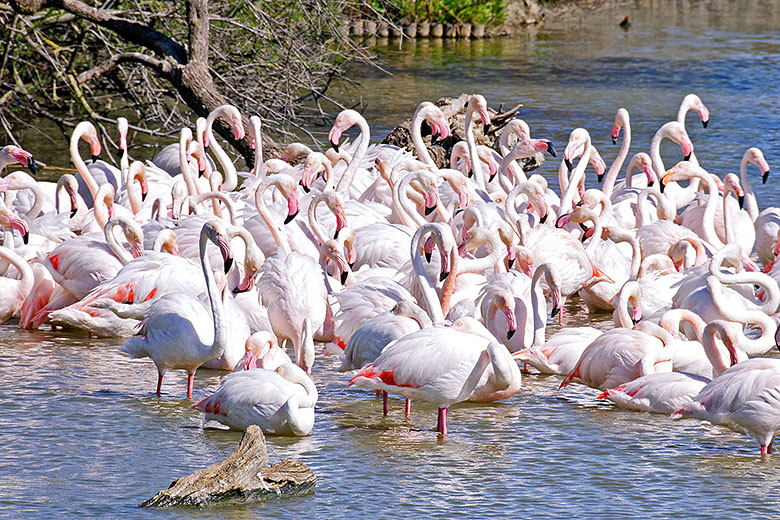 Flamingos