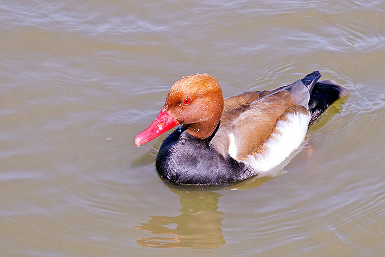 Red-crested Pochard