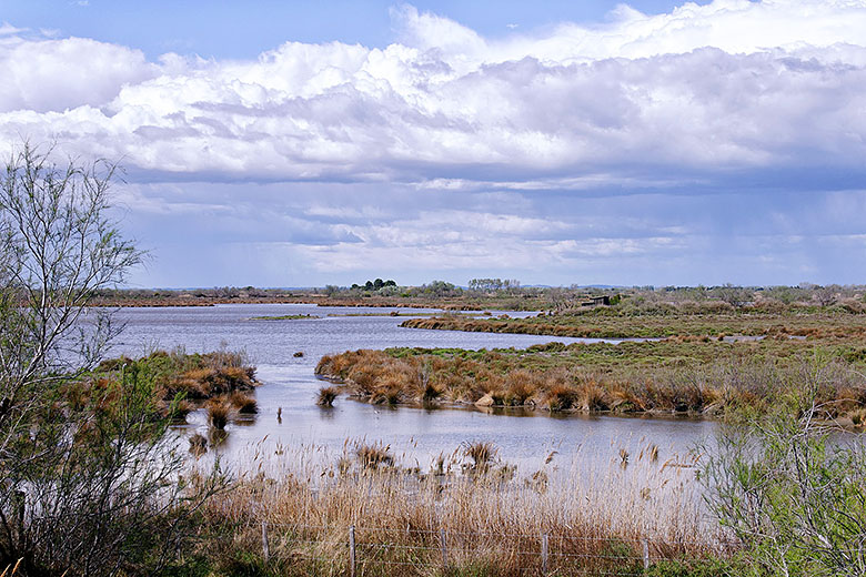 Camargue landscape