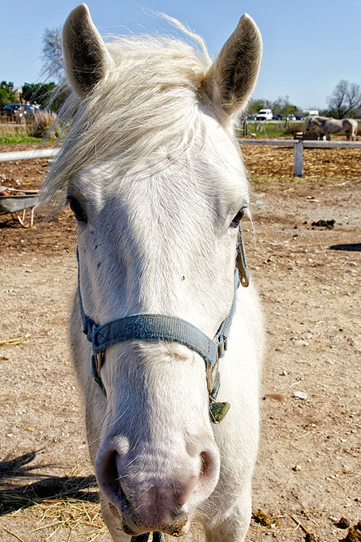 Camargue horse