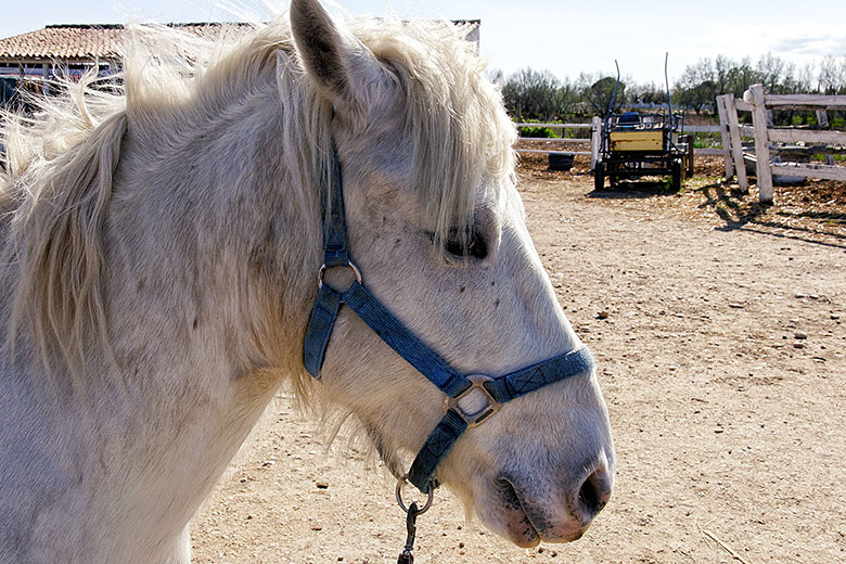 Camargue horse