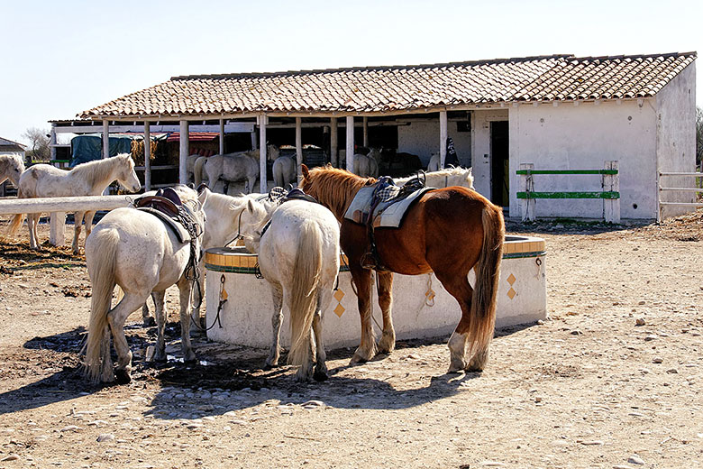 At the watering hole