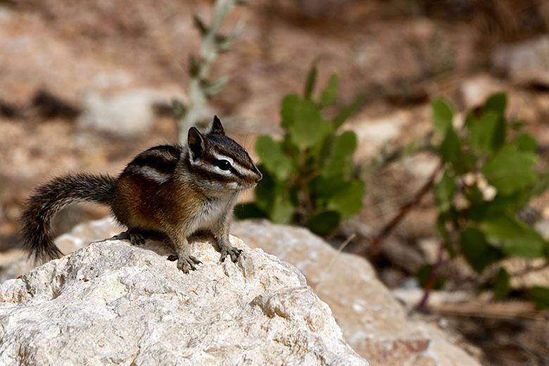 Chipmunk