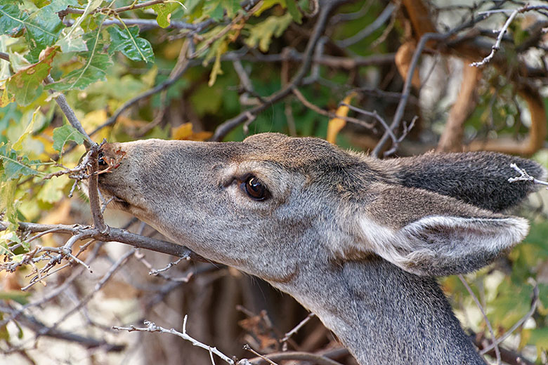 Mule deer