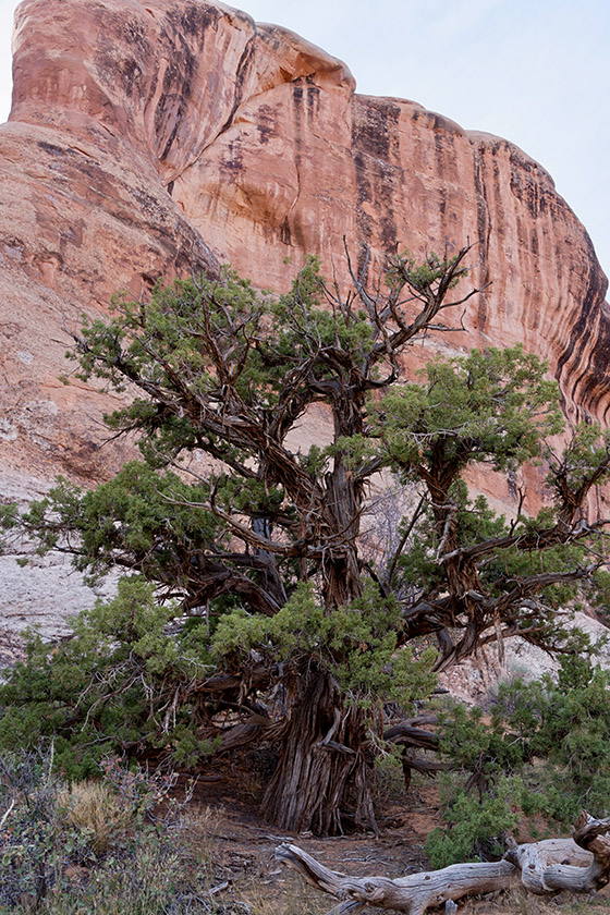 On Devil's Garden Trail