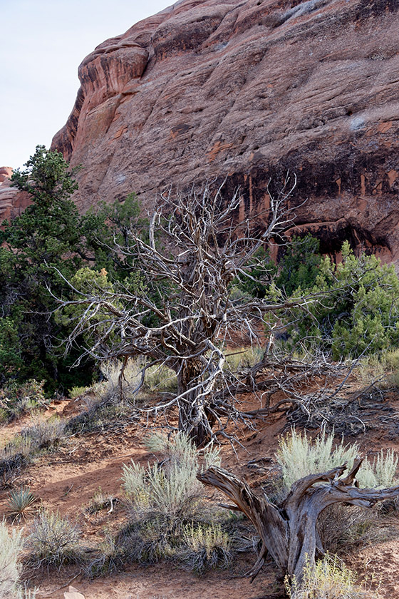 On Devil's Garden Trail