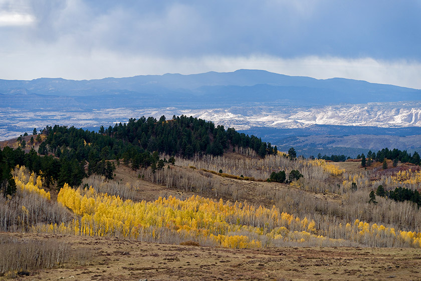 Landscape with aspens