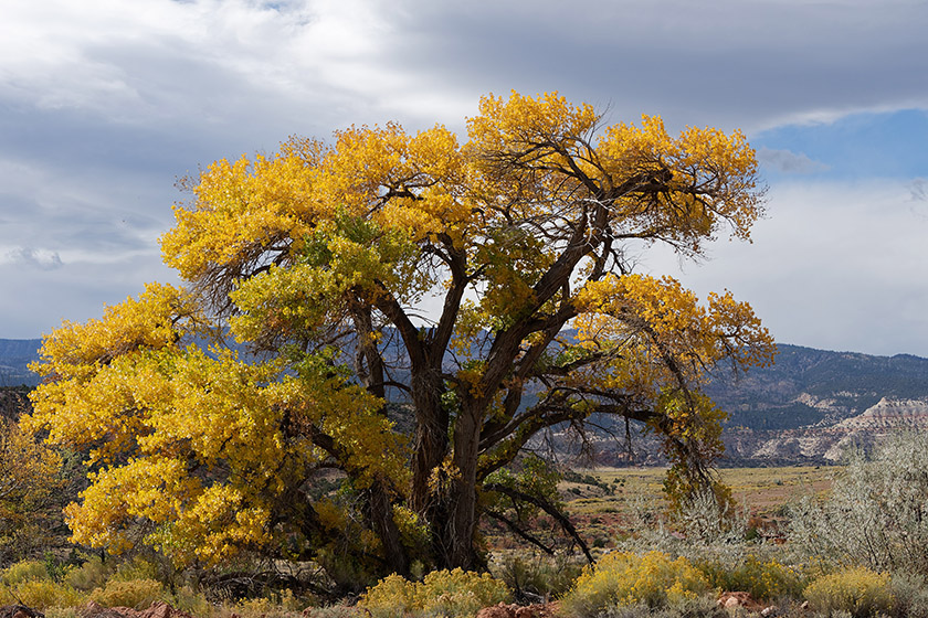 Tree in Torrey, Utah