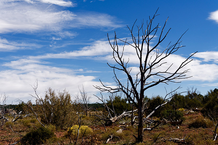 Barren tree