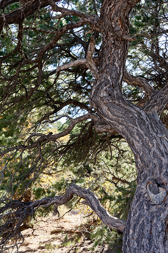 Tree at Yaki Point