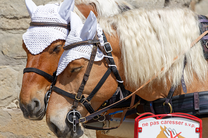 These horses pull a wagon for those who prefer not to walk