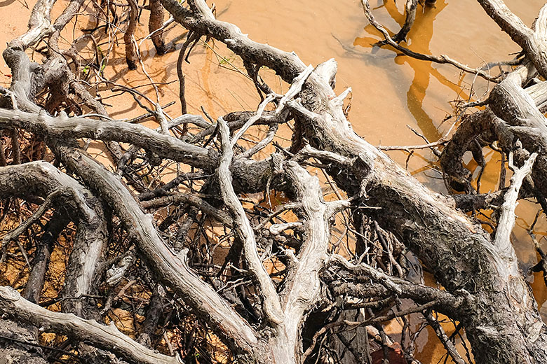 The roots of the trees are exposed...