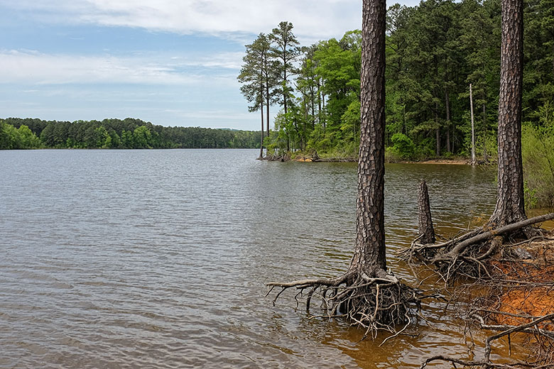 ...when soil has been washed away and the water level is low.