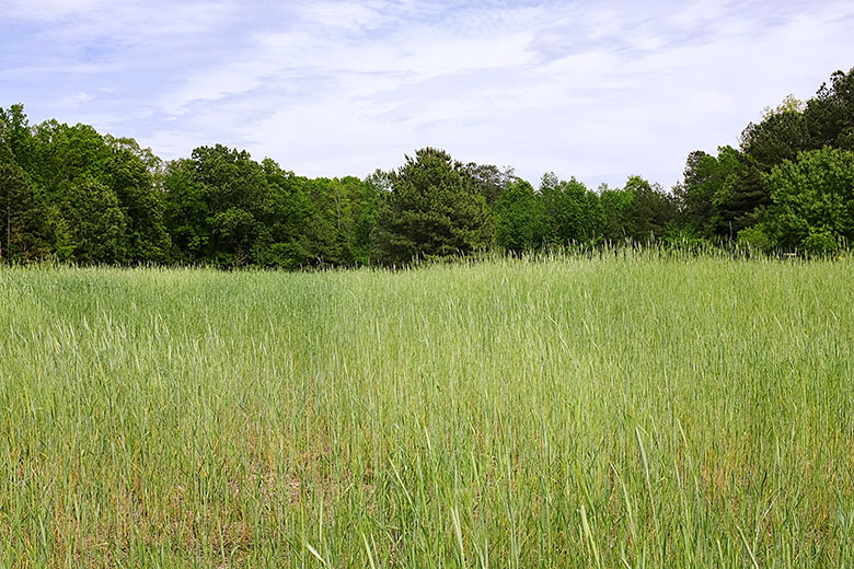 Spring pasture