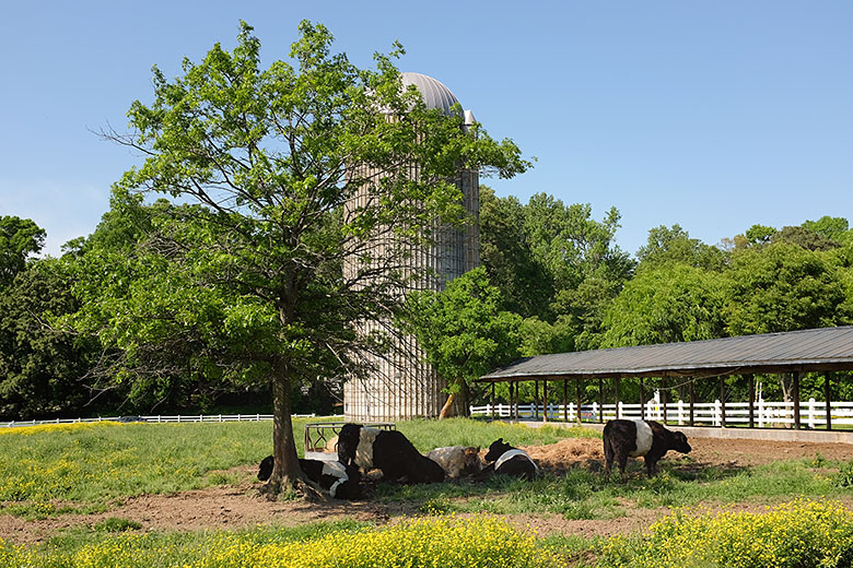 Ruminating cattle