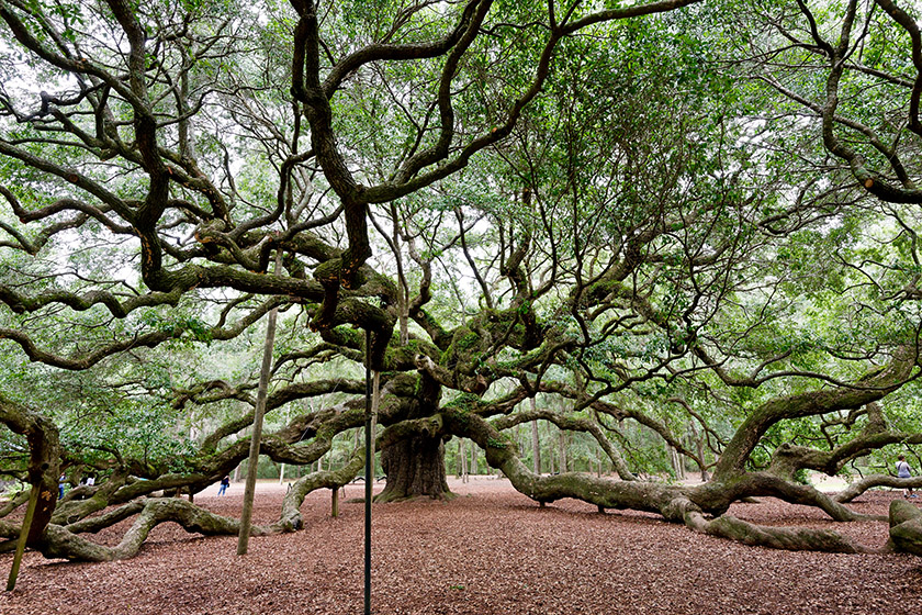 The Angel Oak on Johns Island