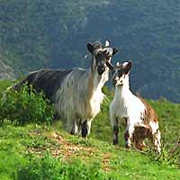 Mountain goats