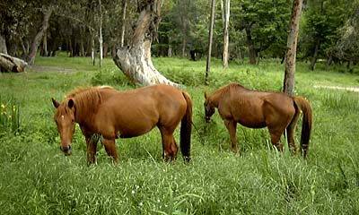 Grazing horses near Porto