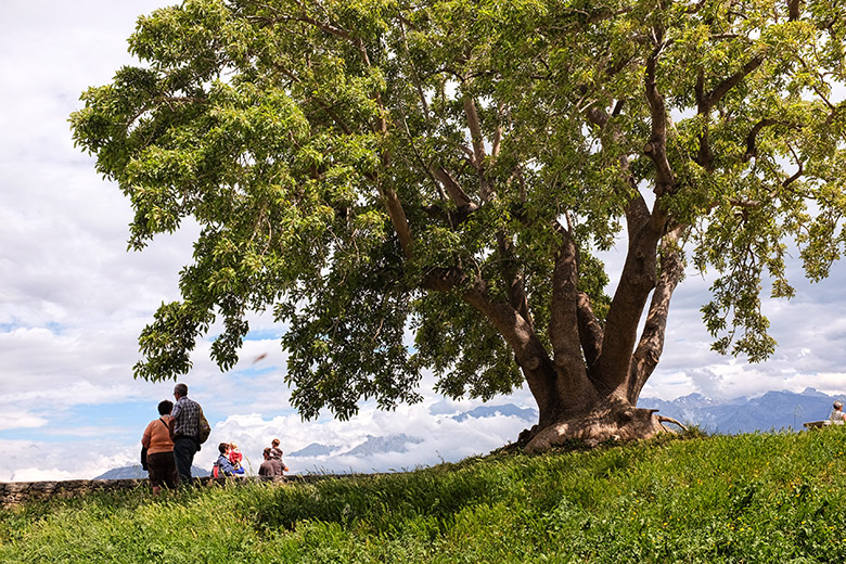 Tree in the citadel