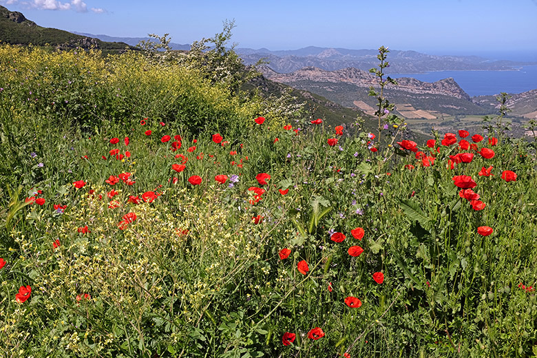 On the road to Bastia: Poppies!