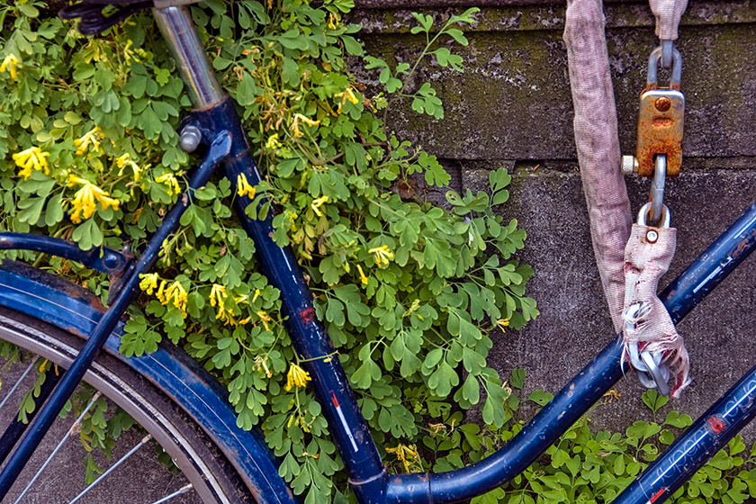 Still life with bicycle