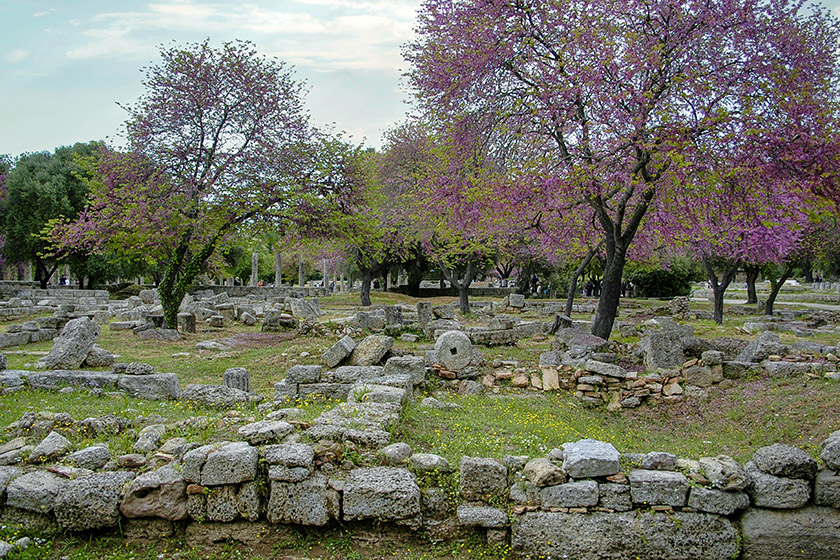 Walking around the ruins and the Judas trees