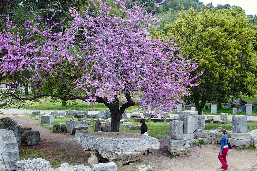 A particularly flamboyant Judas tree