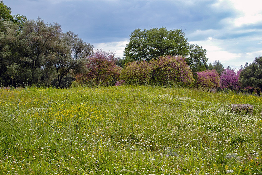 A lush meadow without any visible ruins