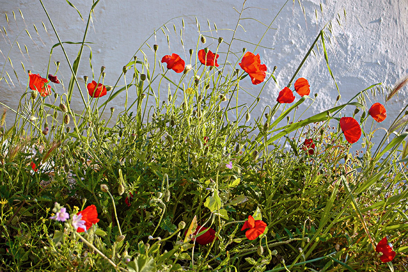 Mykonos poppies