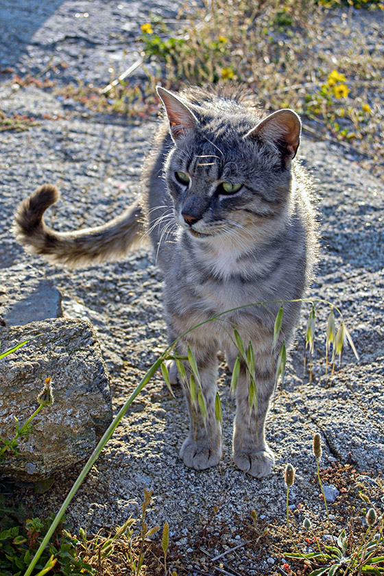 A Mykonos native we befriended