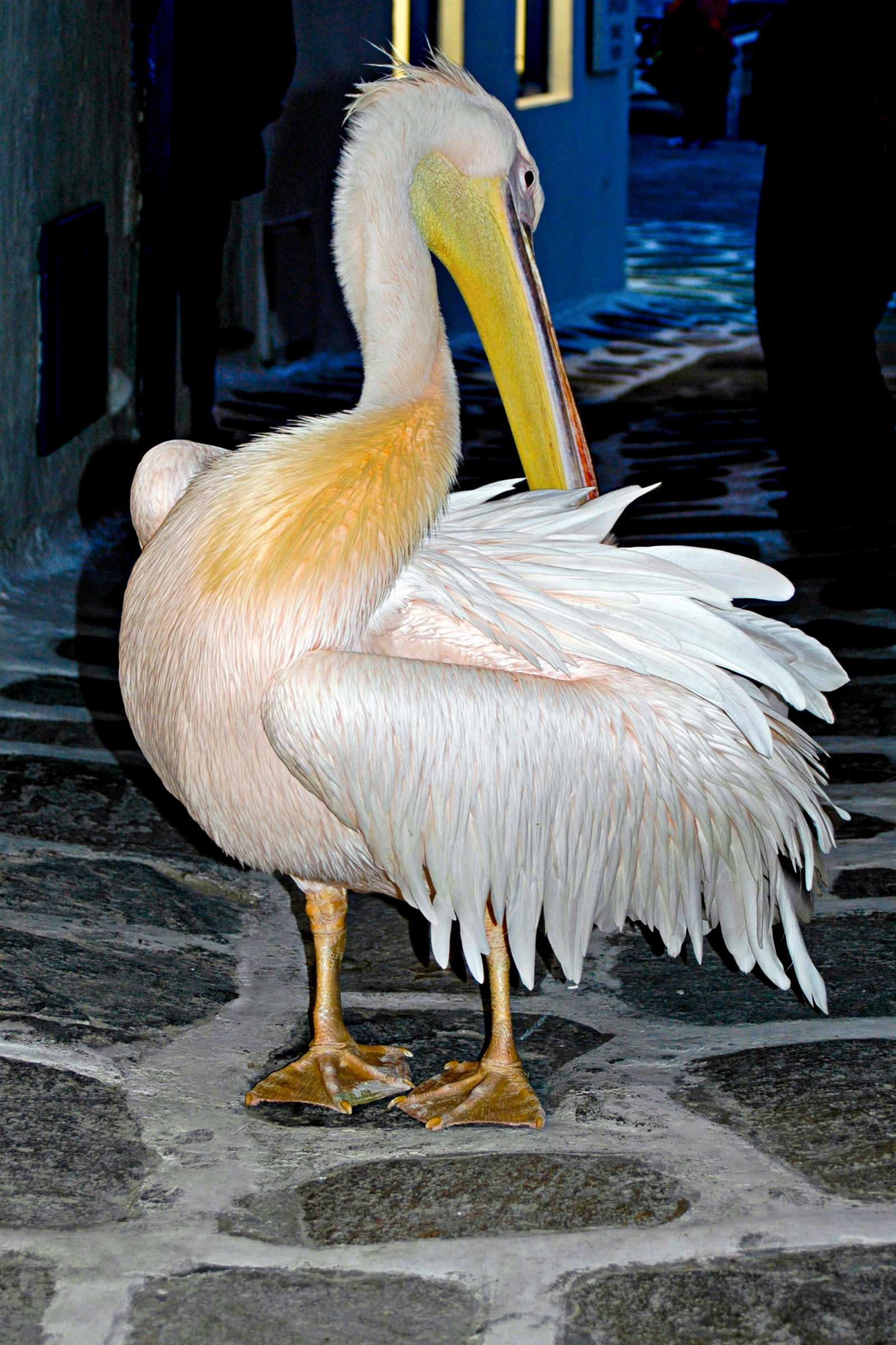 Petros the pelican is Mykonos' mascot