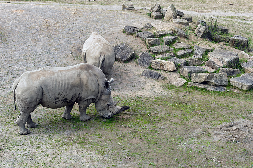 Also found on the African Savanna: the Southern White Rhinoceros Also found on the African Savanna: the Southern White Rhinoceros