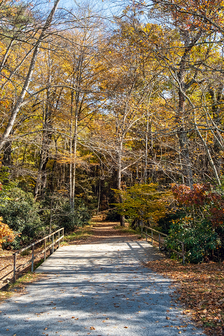 This wooden bridge leads away from the lake