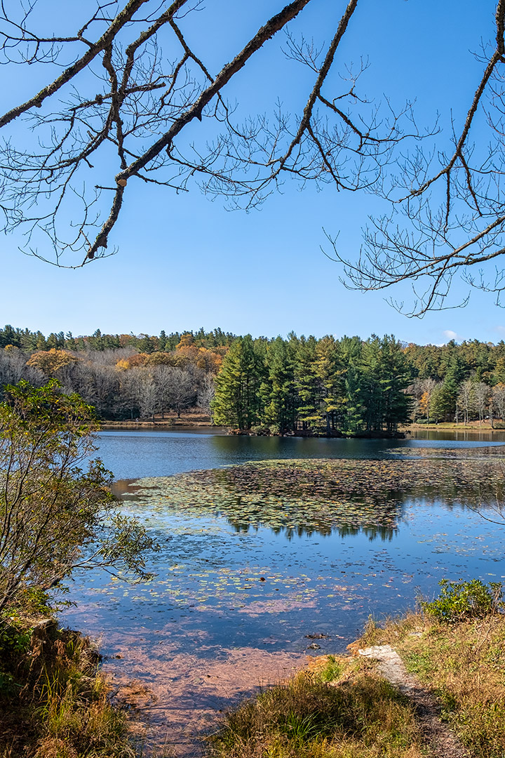 A pine-covered island in the middle of the lake