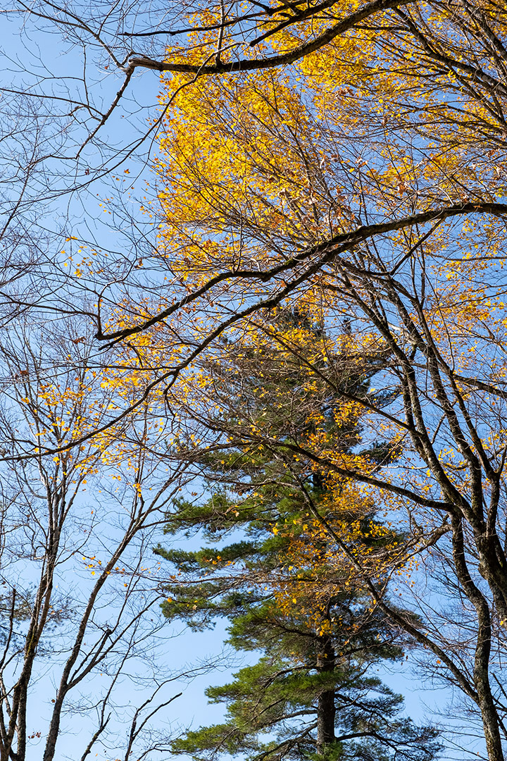 A mix of deciduous trees and evergreens