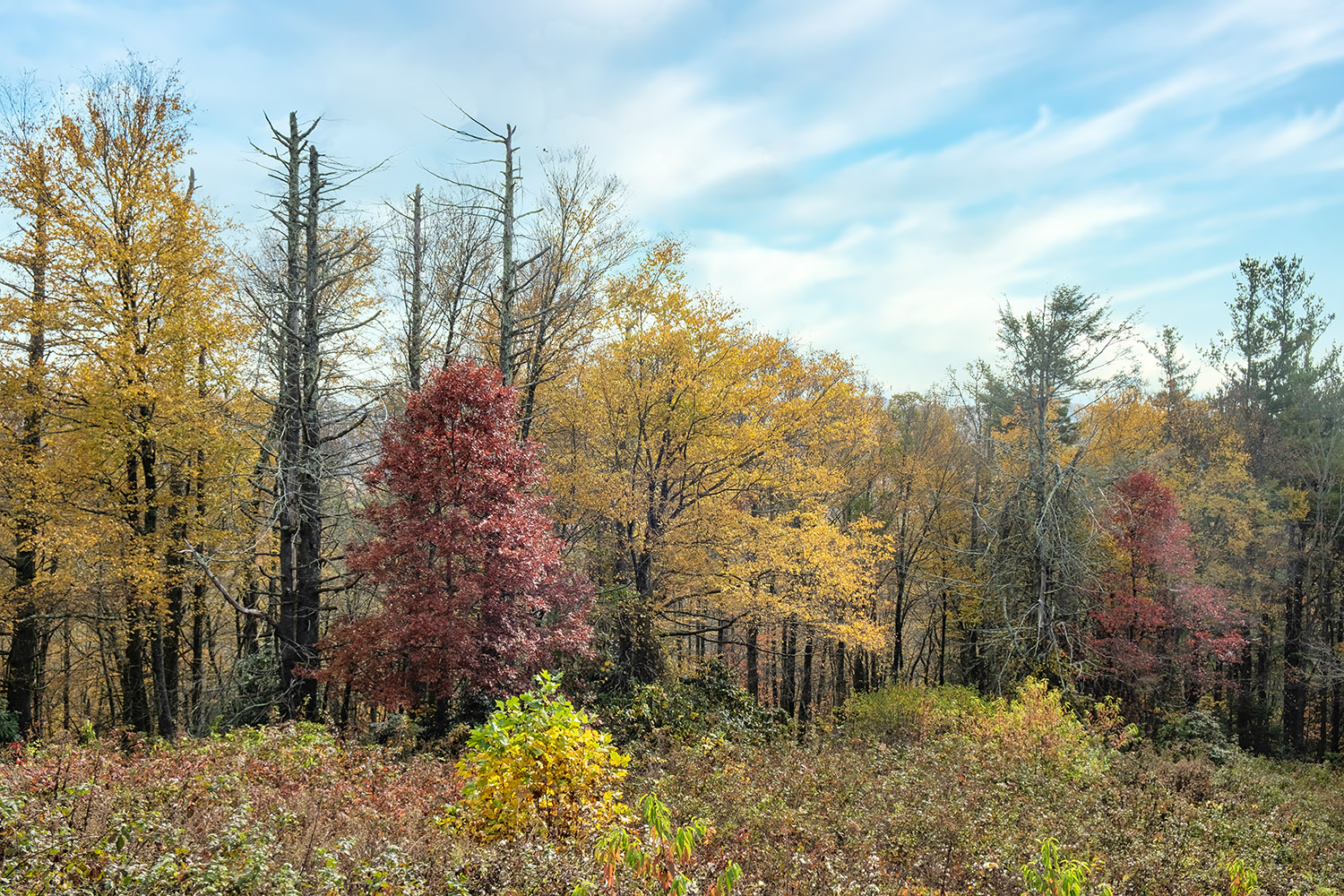 The view from the Moses Cone overlook off the Blue Ridge Parkway