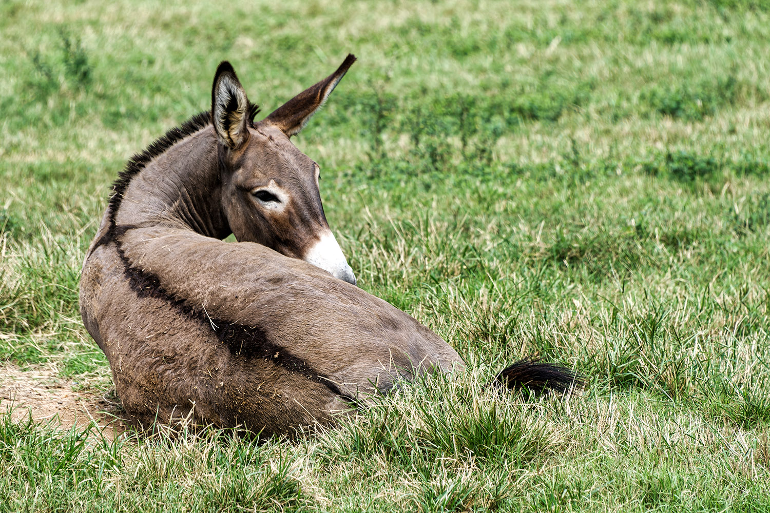 There are several donkeys in the pastures, too