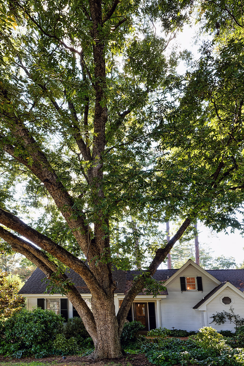 Tree and residence behind Fearrington House