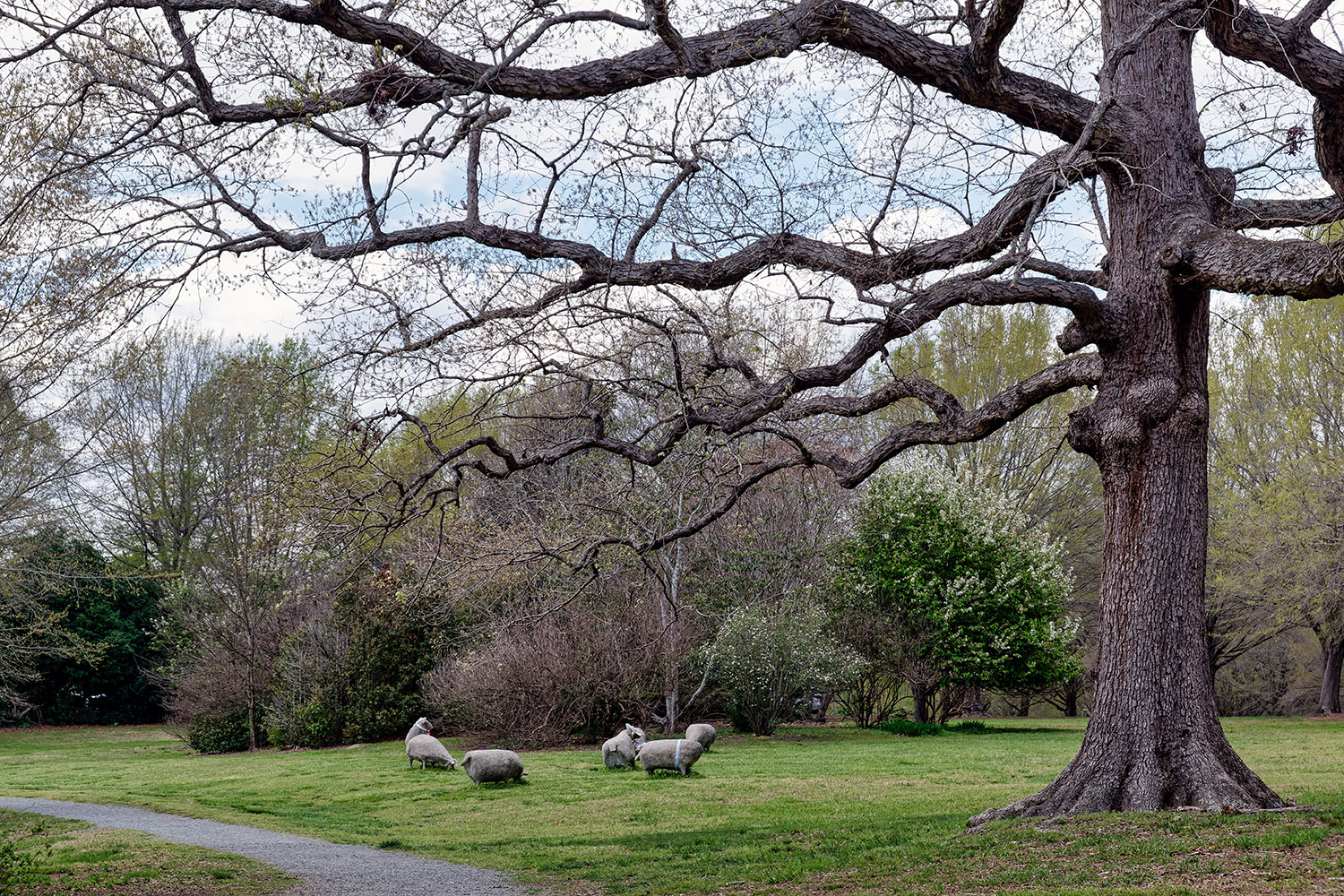 The stone sheep in Camden Park