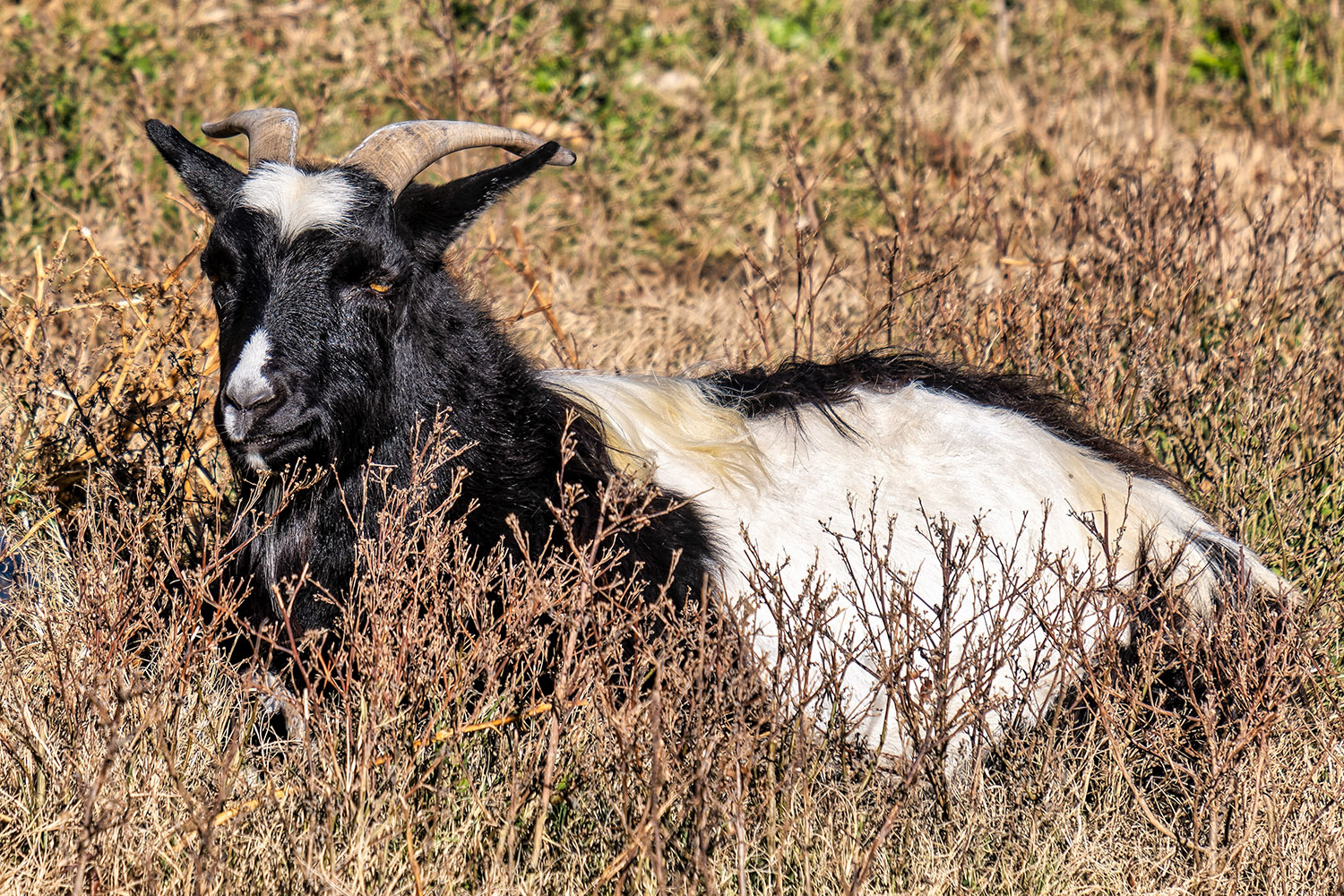 A black-and-white Tennessee fainting goat. Fainting goats do not really faint but stiffen when startled.
