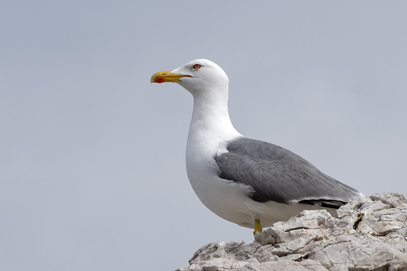 Seagull