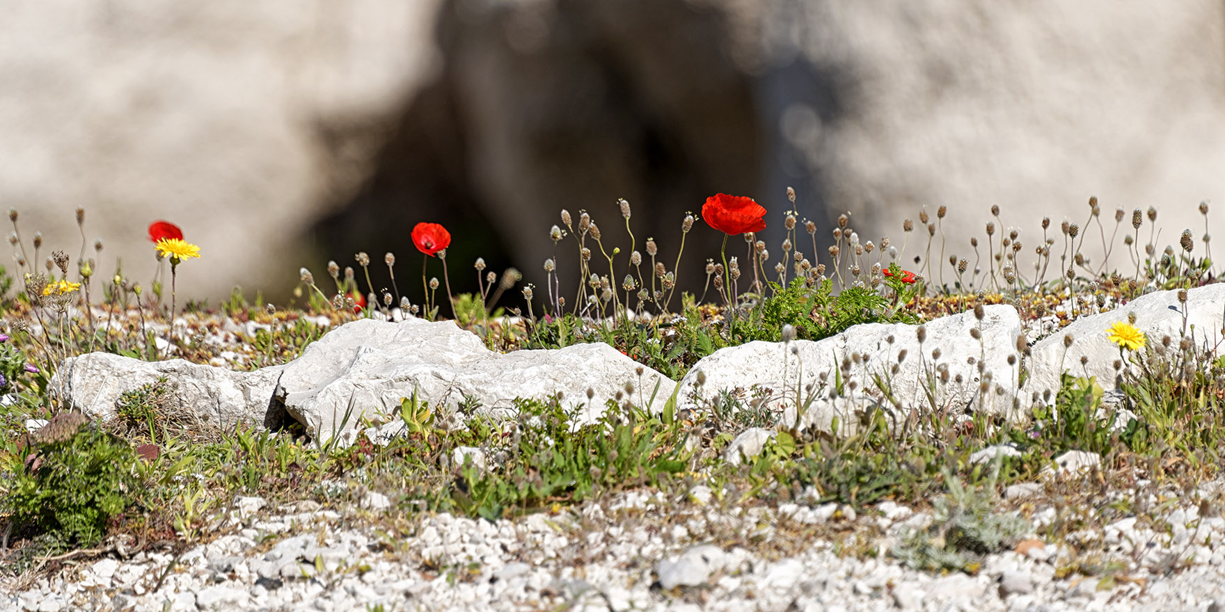 Pomègues flowers