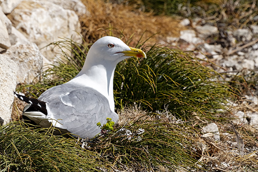 Fermale gull siting on her eggs