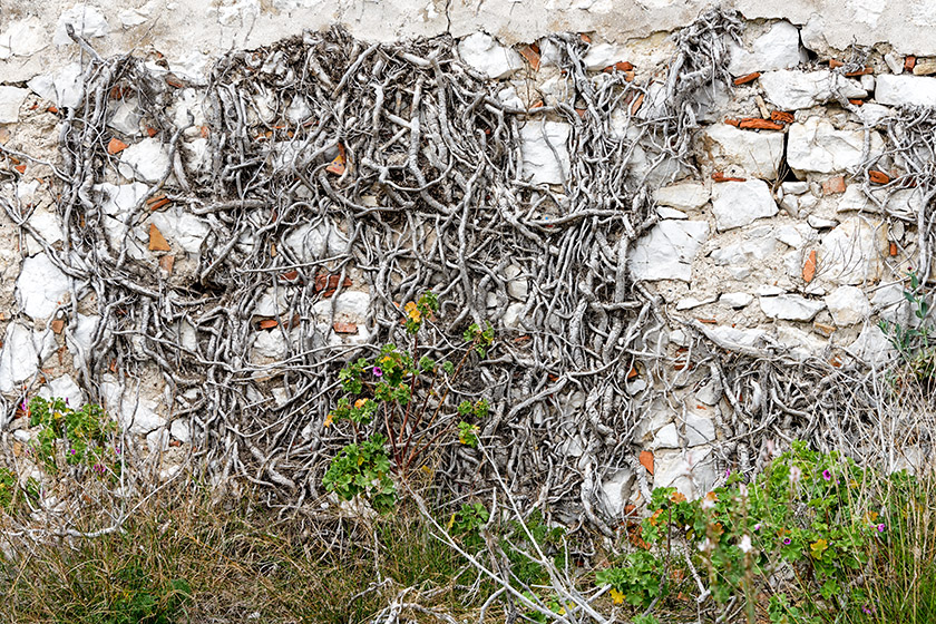 Roots breaking through a rock wall